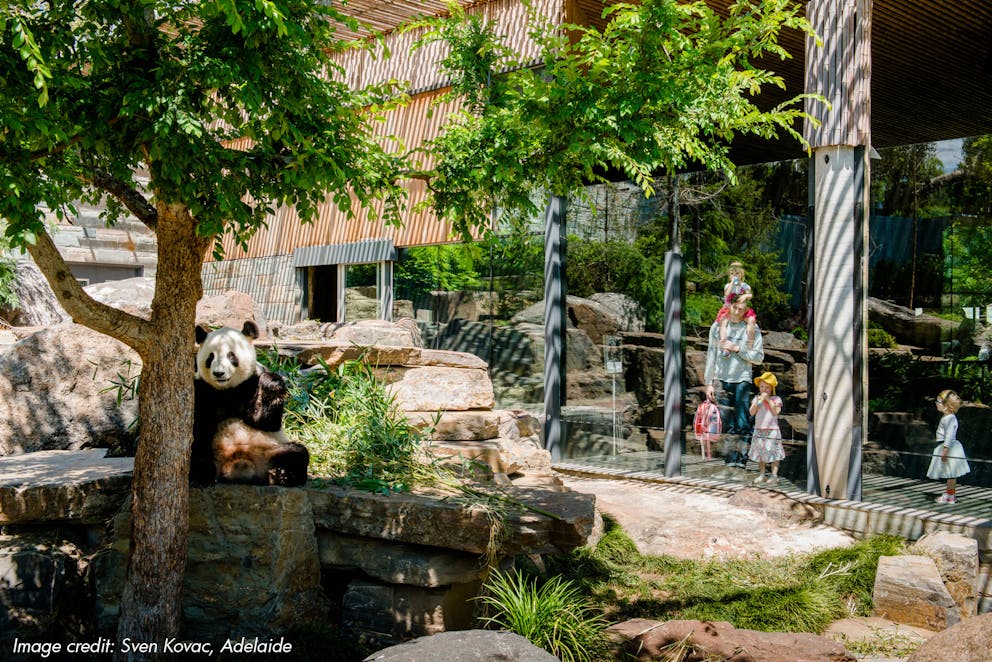 120699 Adelaide Zoo Sven Kovac